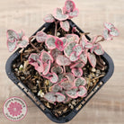Ceropegia woodii 'Chain of Hearts' variegated (sm)