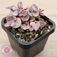 Load image into Gallery viewer, Ceropegia woodii &#39;Chain of Hearts&#39; variegated (sm)
