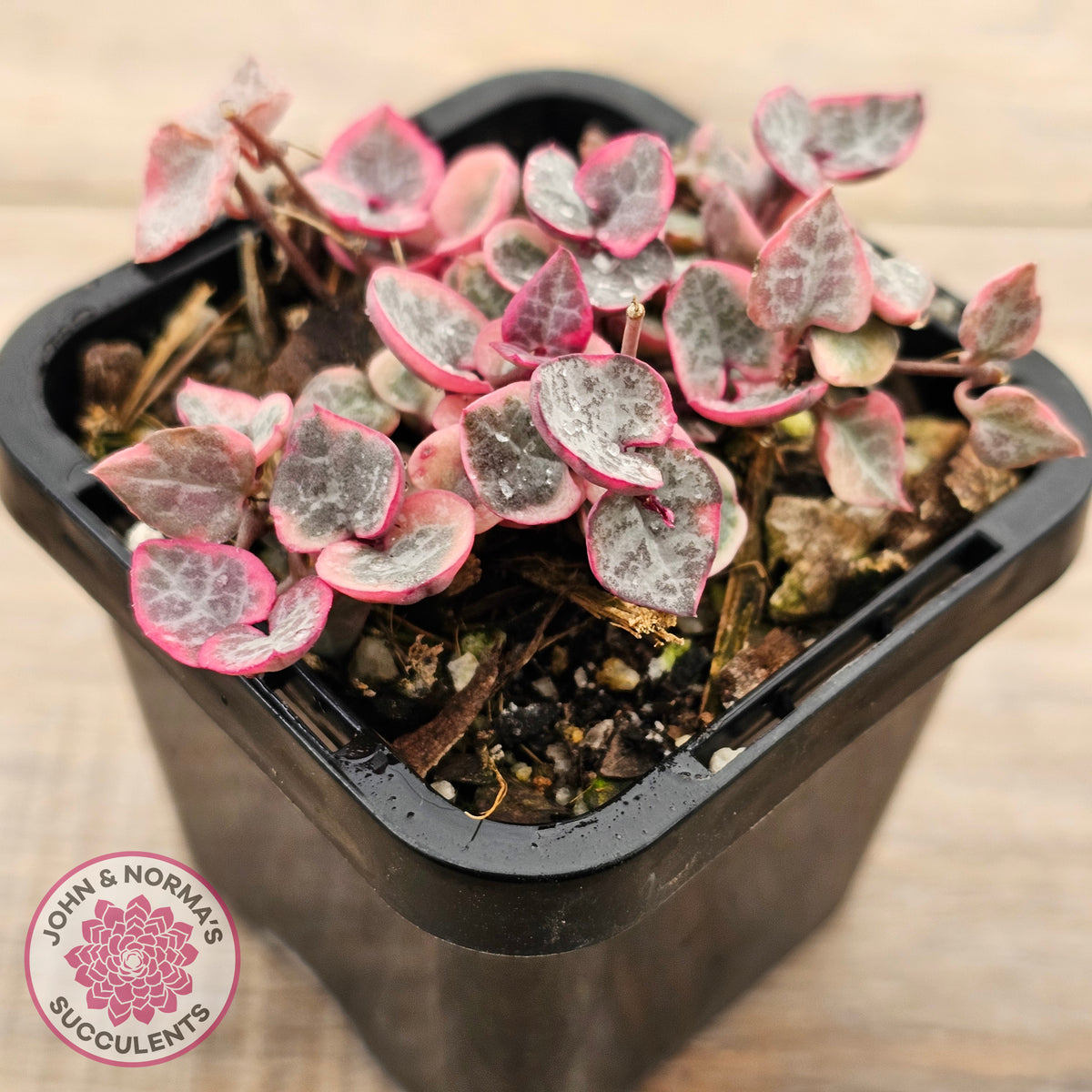 Ceropegia woodii 'Chain of Hearts' variegated (sm)