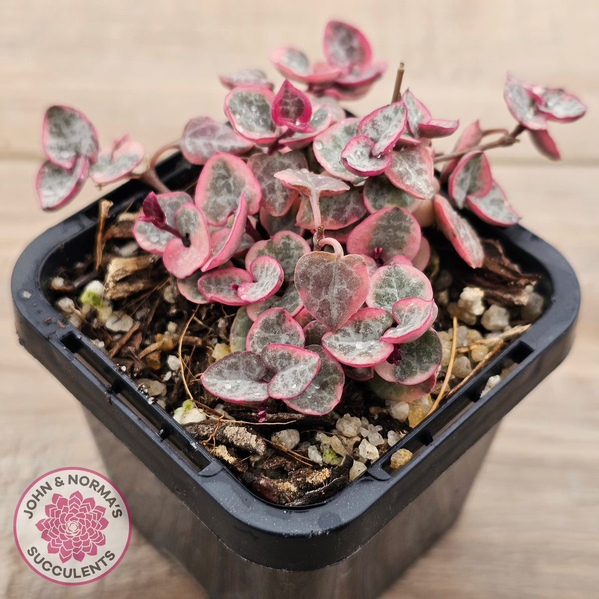 Ceropegia woodii 'Chain of Hearts' variegated (sm)