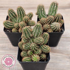 Chamaelopsis 'Fire Chief'