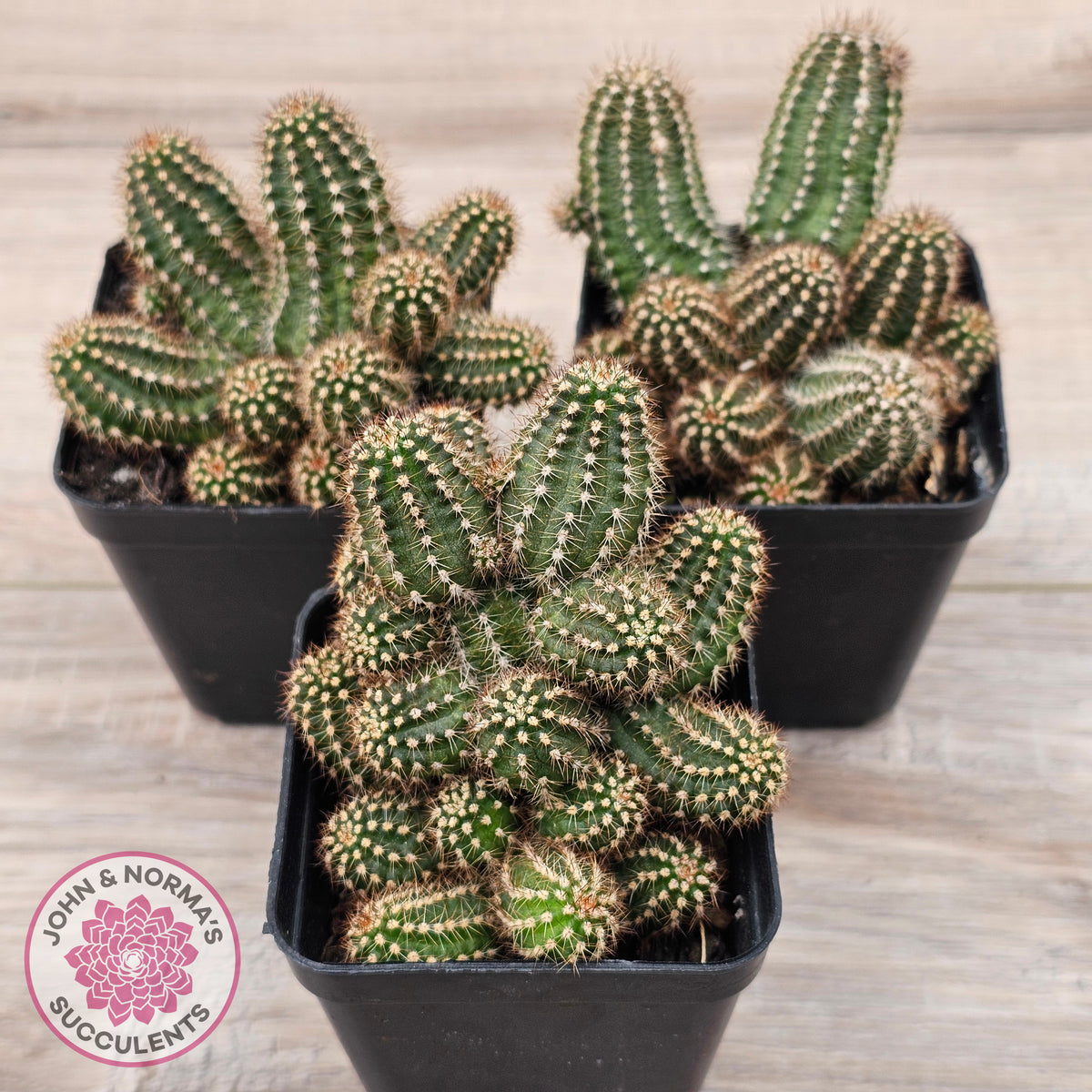 Chamaelopsis 'Fire Chief'