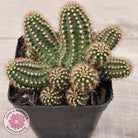 Chamaelopsis 'Fire Chief'