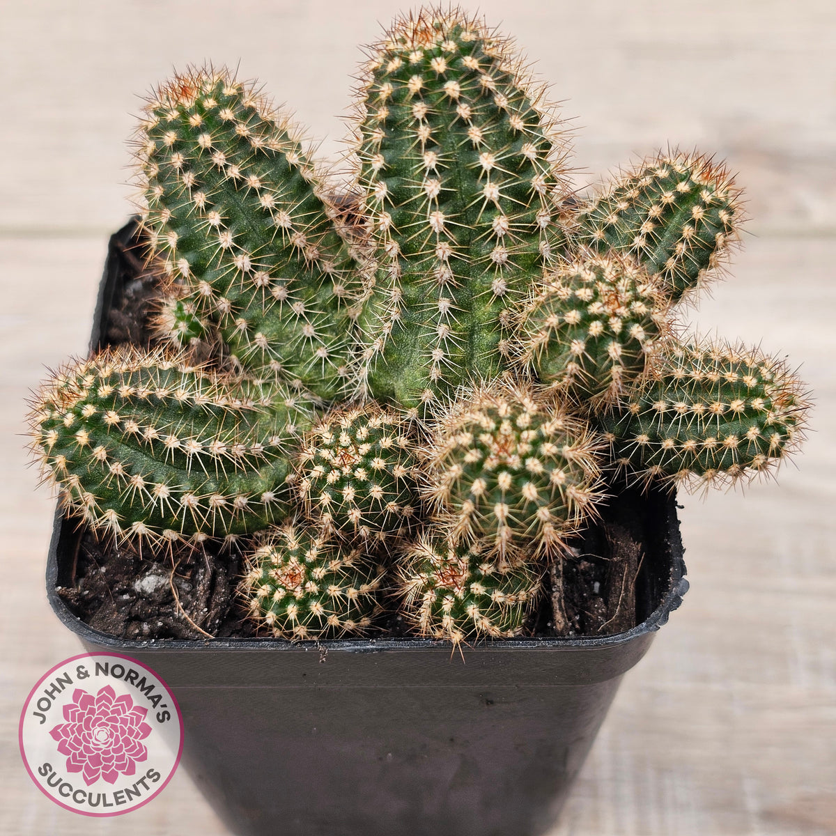 Chamaelopsis 'Fire Chief'