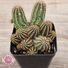 Chamaelopsis 'Fire Chief'