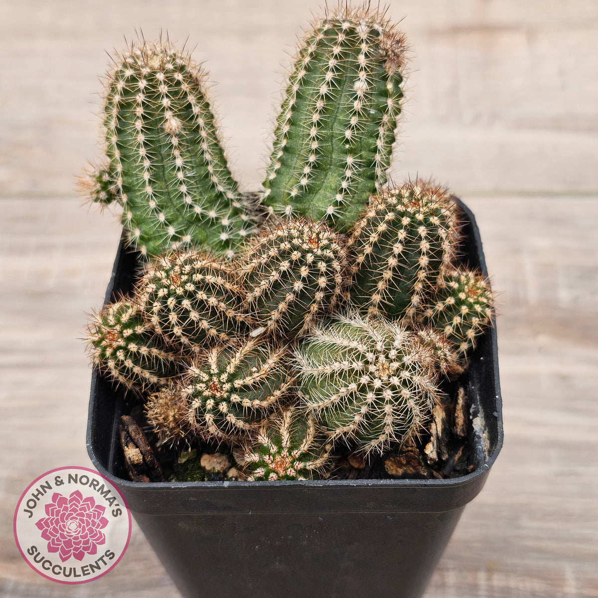 Chamaelopsis 'Fire Chief'