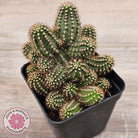 Chamaelopsis 'Fire Chief'