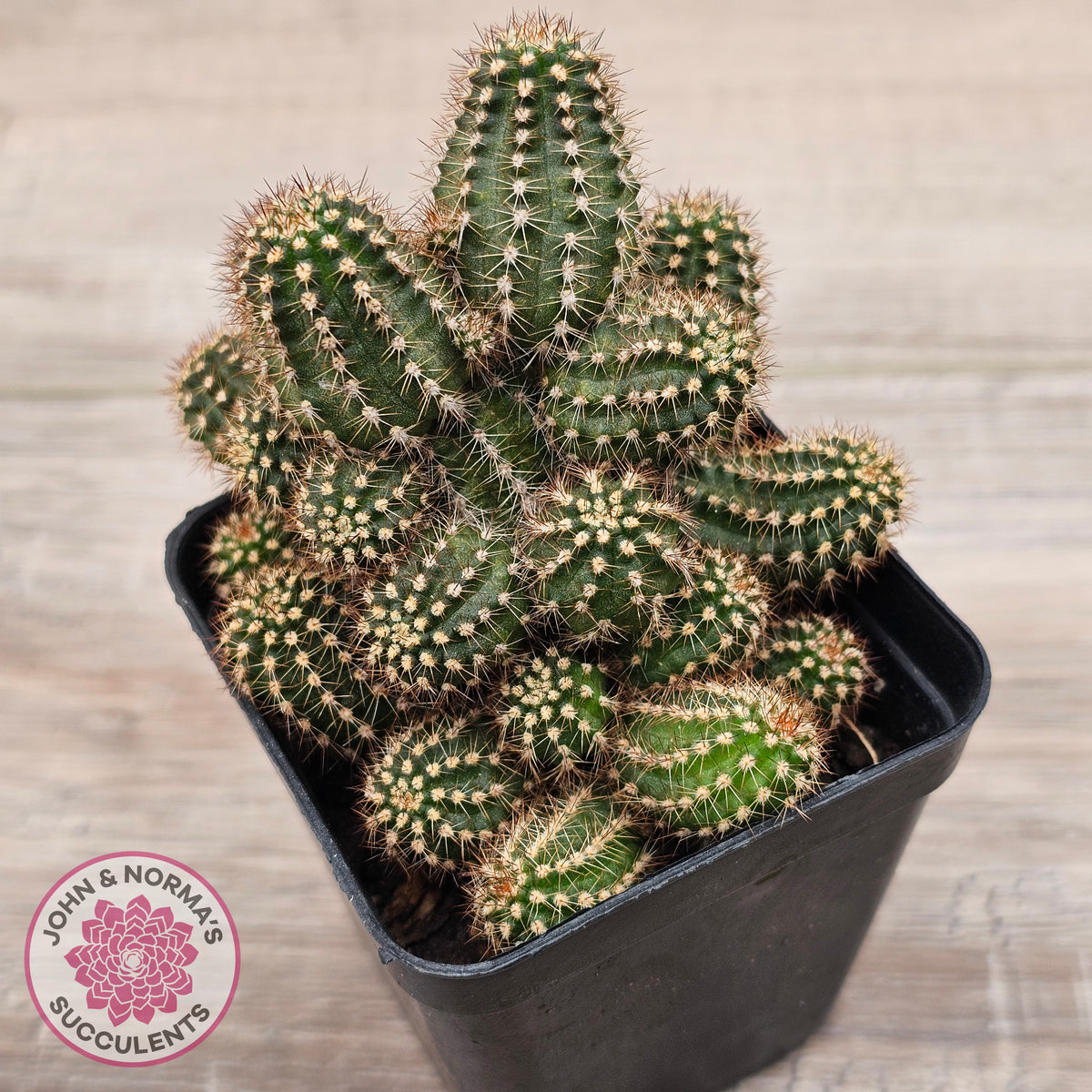 Chamaelopsis 'Fire Chief'