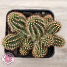 Chamaelopsis 'Fire Chief'