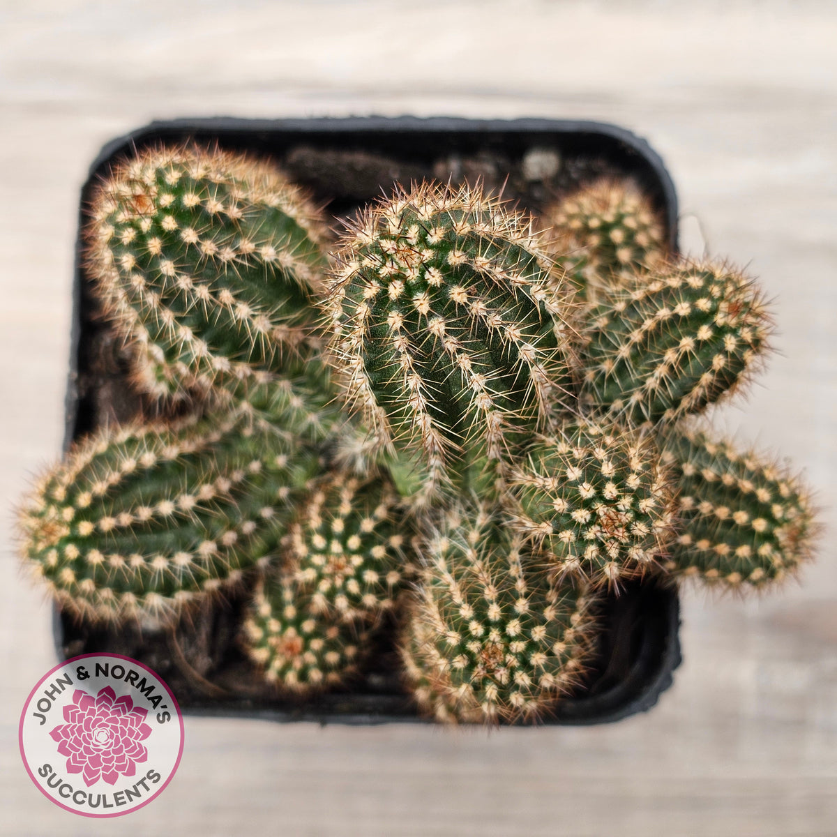 Chamaelopsis 'Fire Chief'