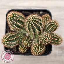 Load image into Gallery viewer, Chamaelopsis 'Fire Chief'
