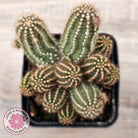 Chamaelopsis 'Fire Chief'