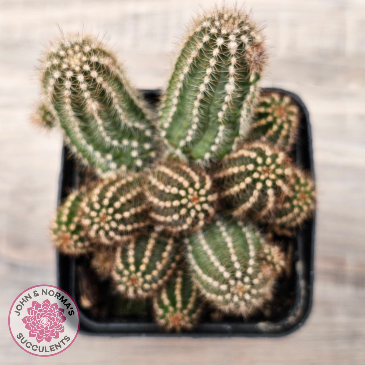 Chamaelopsis 'Fire Chief'