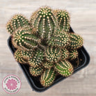Chamaelopsis 'Fire Chief'