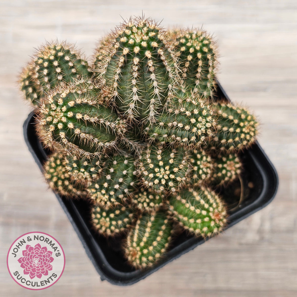 Chamaelopsis 'Fire Chief'