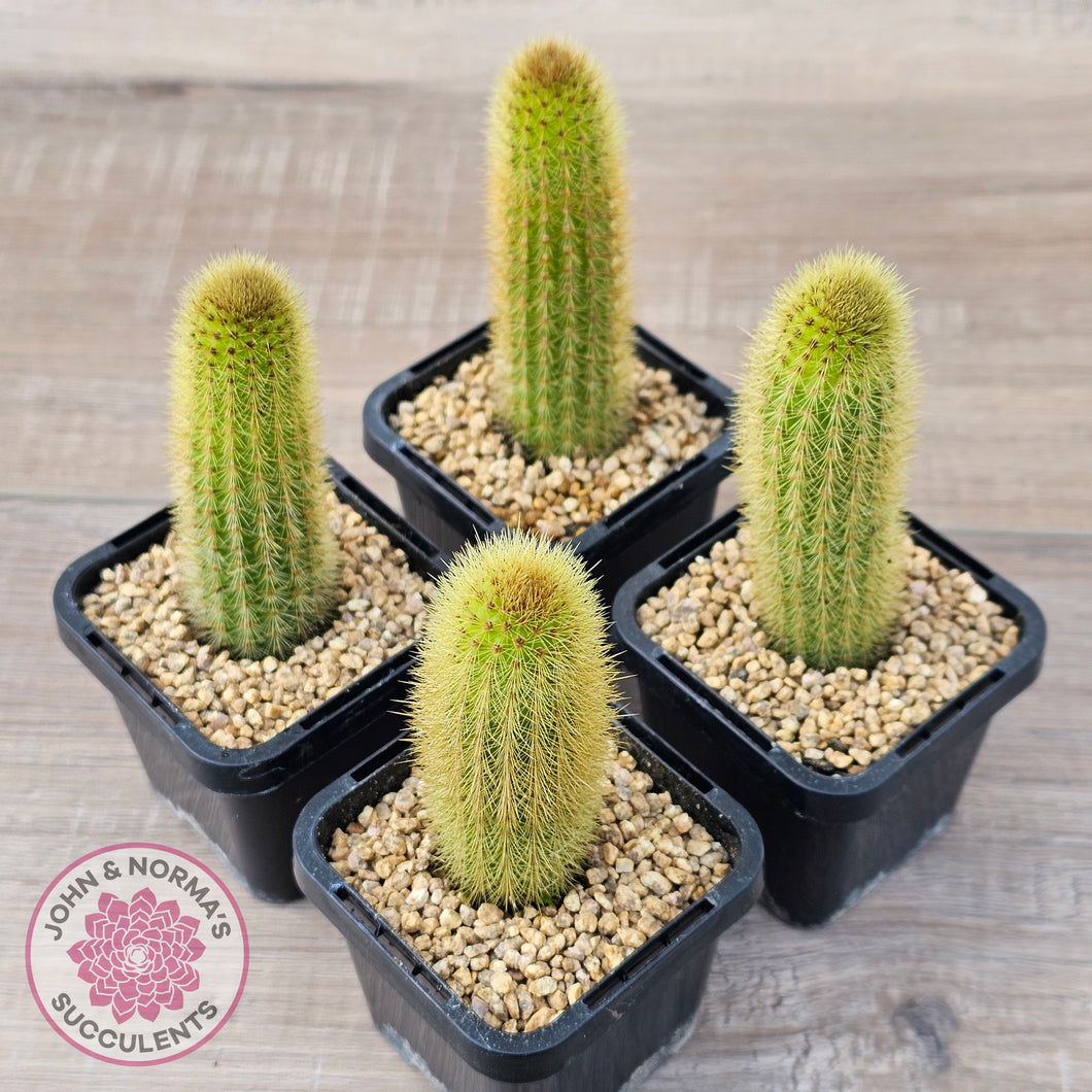 Cleistocactus winteri 'Erecta'