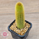 Cleistocactus winteri 'Erecta'