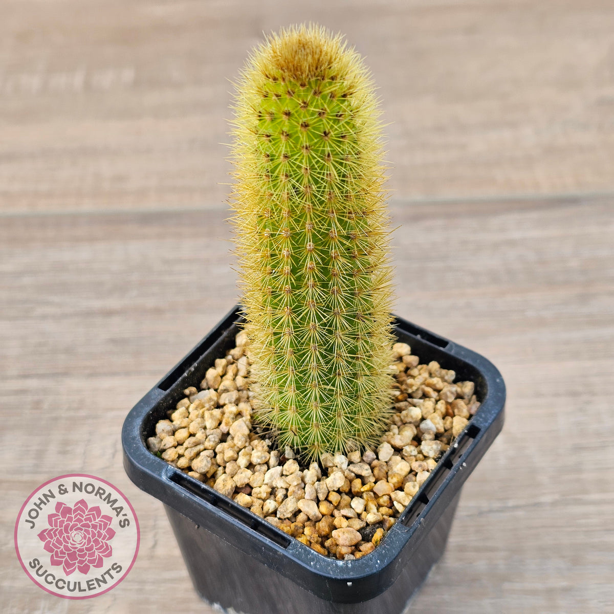 Cleistocactus winteri 'Erecta'