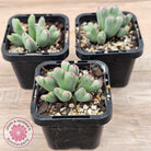 Conophytum bilobum subsp. gracilistylum (multi)