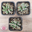 Conophytum bilobum subsp. gracilistylum (multi)