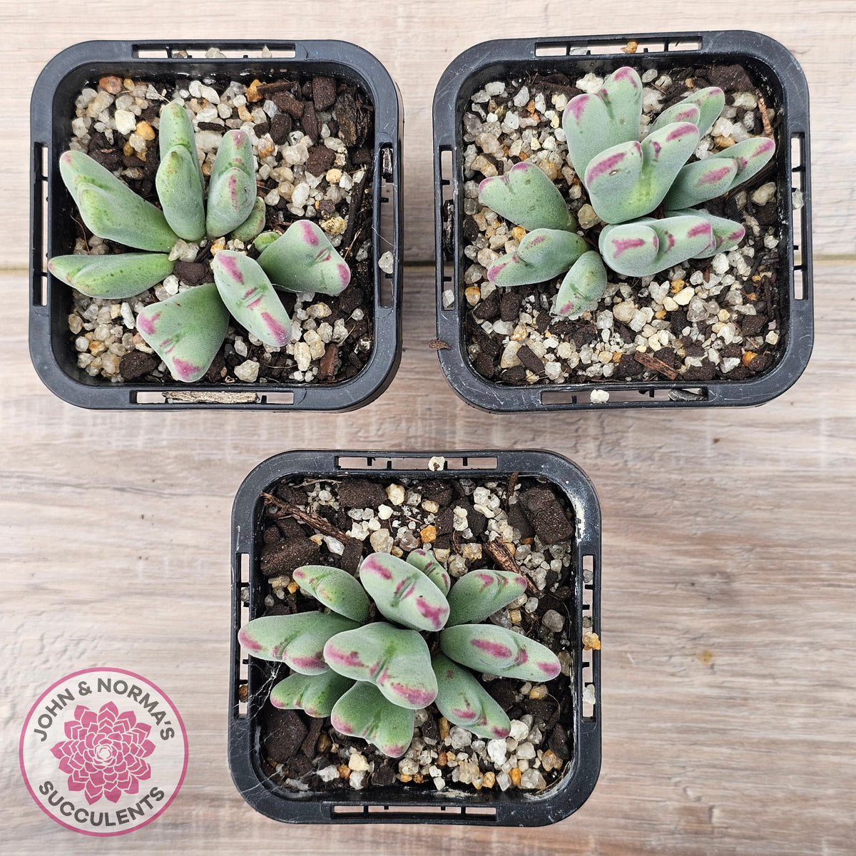 Conophytum bilobum subsp. gracilistylum (multi)