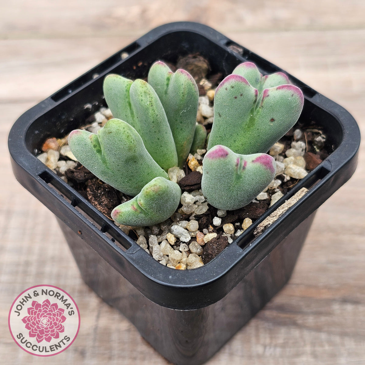 Conophytum bilobum subsp. gracilistylum (multi)