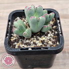 Conophytum bilobum subsp. gracilistylum (multi)