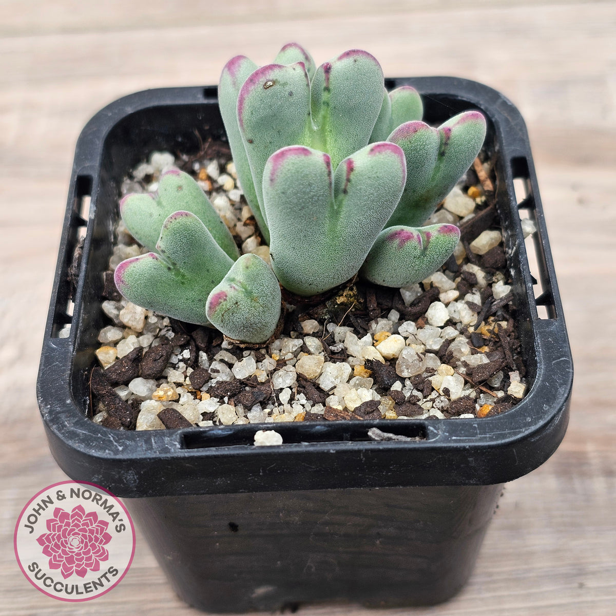 Conophytum bilobum subsp. gracilistylum (multi)