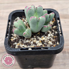 Load image into Gallery viewer, Conophytum bilobum subsp. gracilistylum (multi)
