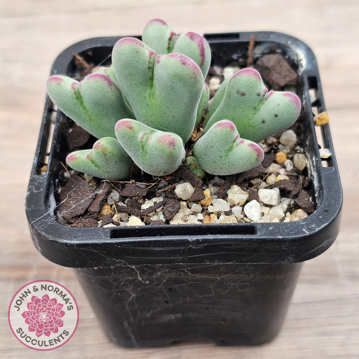 Conophytum bilobum subsp. gracilistylum (multi)
