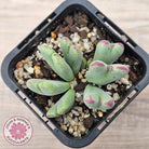 Conophytum bilobum subsp. gracilistylum (multi)