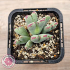 Conophytum bilobum subsp. gracilistylum (multi)