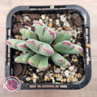 Conophytum bilobum subsp. gracilistylum (multi)