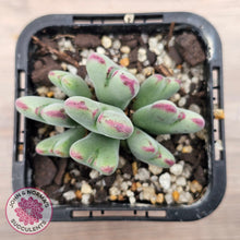 Load image into Gallery viewer, Conophytum bilobum subsp. gracilistylum (multi)
