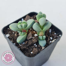 Load image into Gallery viewer, Corpuscularia lehmannii - Ice Plant - John &amp; Norma&#39;s Succulents Australia
