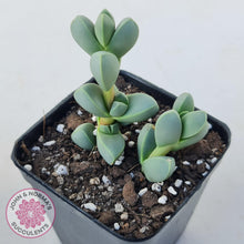 Load image into Gallery viewer, Corpuscularia lehmannii - Ice Plant - John &amp; Norma&#39;s Succulents Australia
