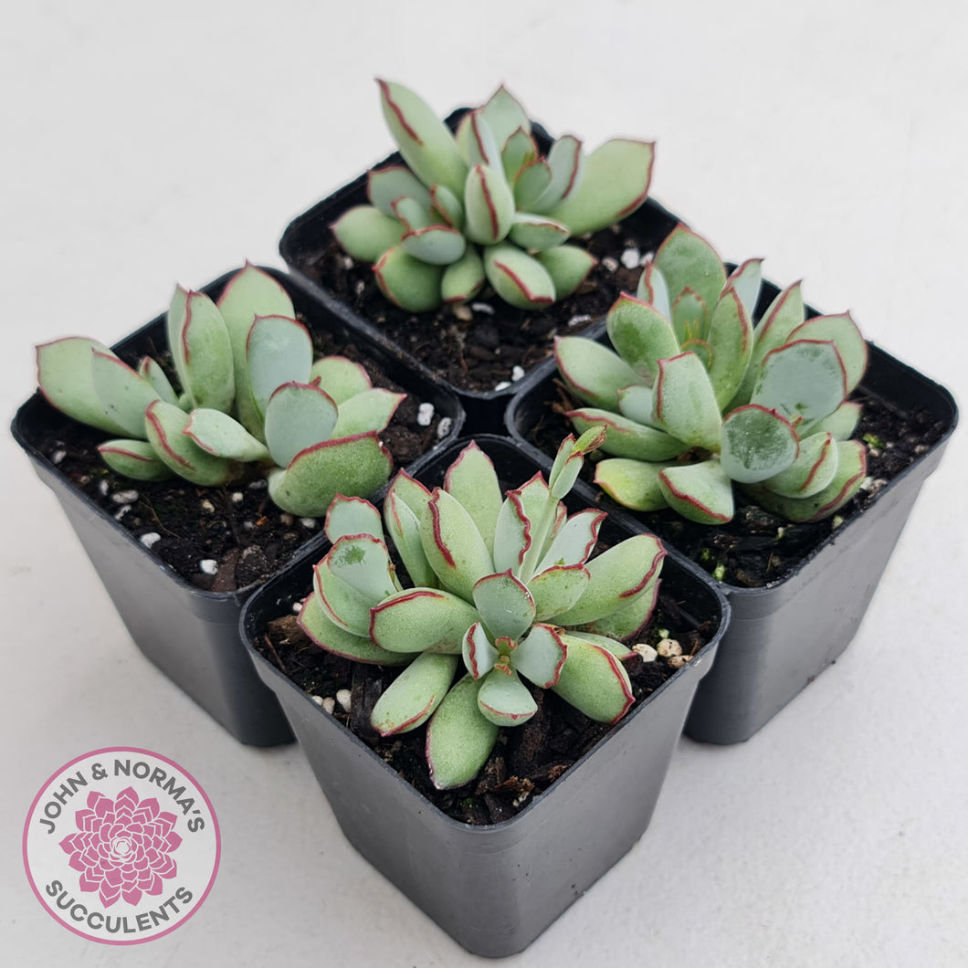 Cotyledon 'Choco Line'