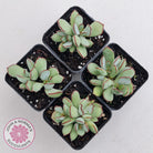 Cotyledon 'Choco Line'