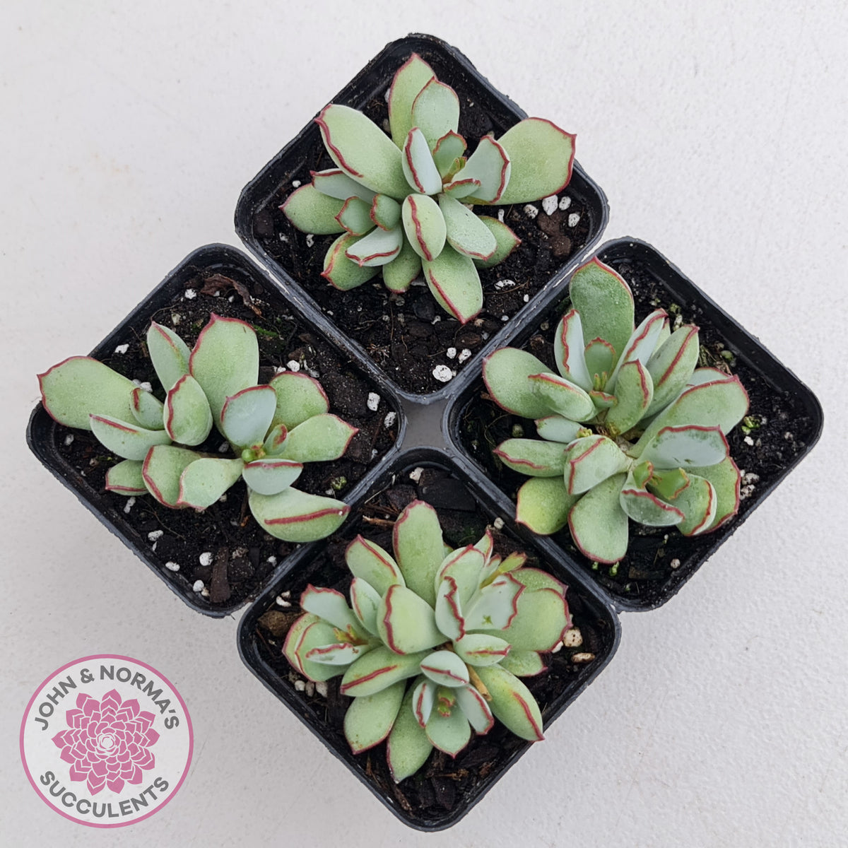 Cotyledon 'Choco Line'