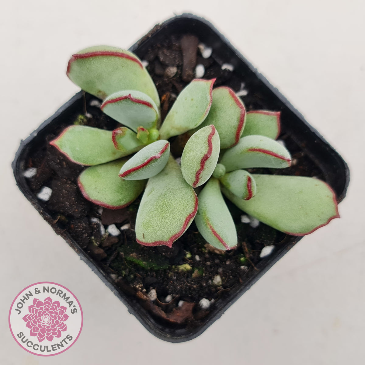 Cotyledon 'Choco Line'