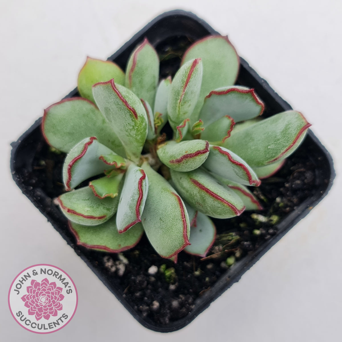 Cotyledon 'Choco Line'