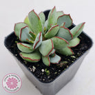 Cotyledon 'Choco Line'