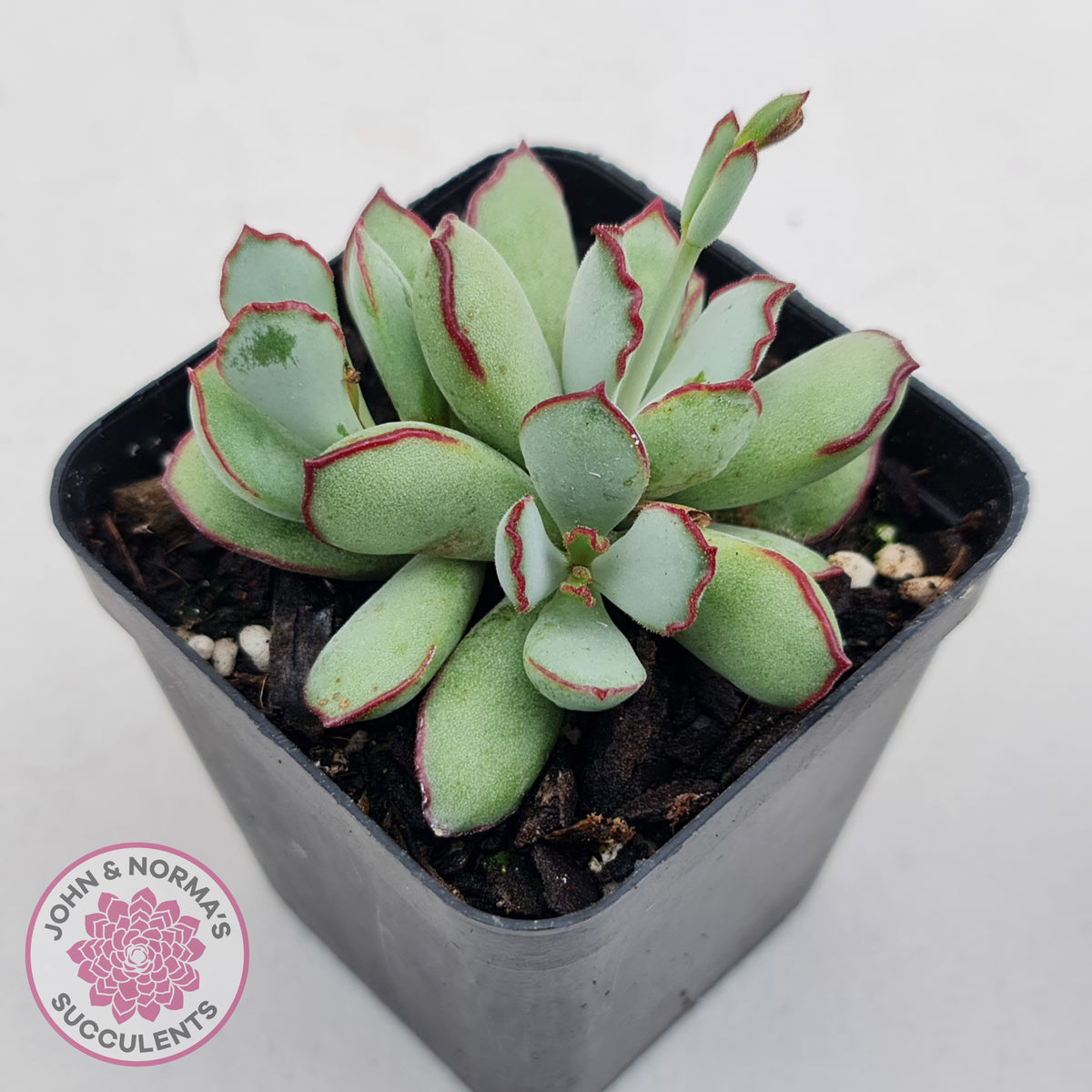 Cotyledon 'Choco Line'