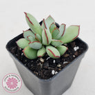 Cotyledon 'Choco Line'