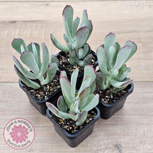 Load image into Gallery viewer, Cotyledon &#39;Forever Cute&#39; - John &amp; Norma&#39;s Succulents Australia
