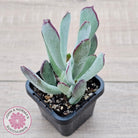 Cotyledon 'Forever Cute'