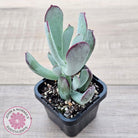 Cotyledon 'Forever Cute'