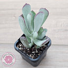 Cotyledon 'Forever Cute'