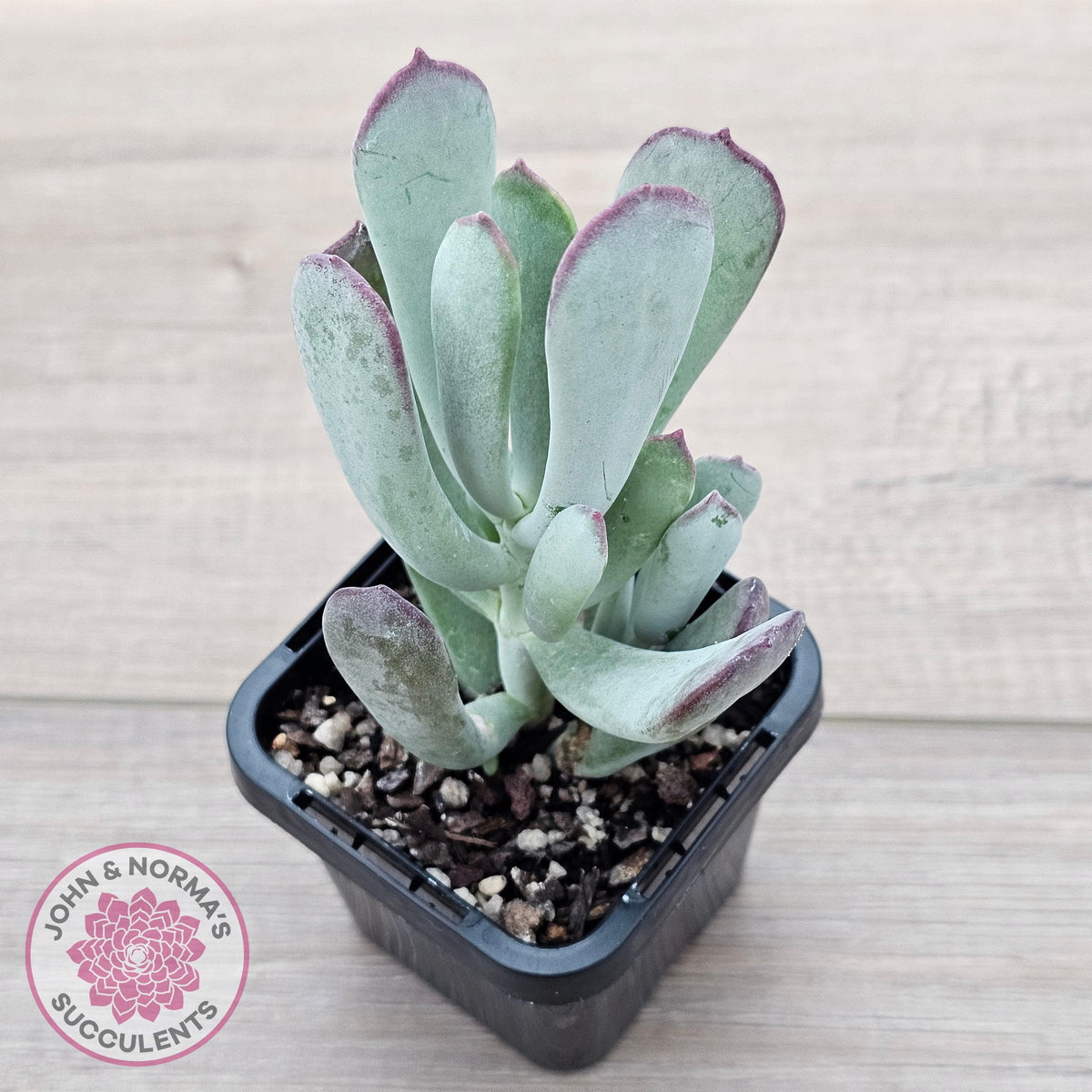 Cotyledon 'Forever Cute'