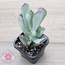 Load image into Gallery viewer, Cotyledon &#39;Forever Cute&#39; - John &amp; Norma&#39;s Succulents Australia
